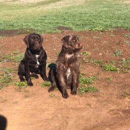Pudelpointer All Grown Up from Happy Valley Gun Dogs
