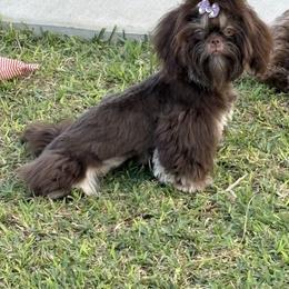Shih Tzu Puppies from Mosley Kennel Shih Tzu
