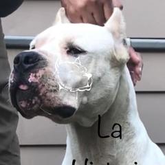 Tigre - Dogo Argentino