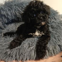Fiona - Black female Havapoo puppy in Blanch, North Carolina from Faithful Hearts Kennel