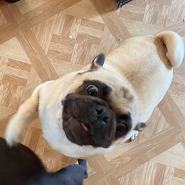 Sweetie - Pug