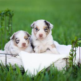 Australian Shepherd, Miniature Australian Shepherd, and Toy Australian Shepherd Puppies from Triple Lake Ranch Miniature Australian Shepherds
