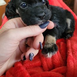 Yellow - Black white and tan female Cockapoo puppy in Dayton, Ohio from There's no place like home spaniels