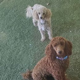 Aussiedoodles, Poodles, and Toy Australian Shepherds from Wild Farm Puppies