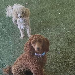 Aussiedoodles, Poodles, and Toy Australian Shepherds from Wild Farm Puppies