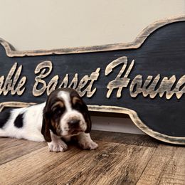 Boy 1 - Black brown and white male Basset Hound puppy in Liberty, Kentucky from Lovable Basset Hounds