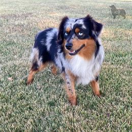 Drover - Miniature American Shepherd