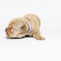 Honoria Glossop - Golden female Golden Retriever puppy in Fairview, Tennessee from Full of Grace Goldens