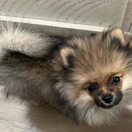 Sox - Cream sable male Pomeranian puppy in Wilmington, North Carolina from Sparkle Plenty Poms