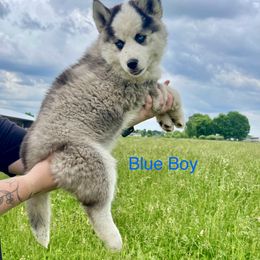 Siberian Husky Puppies from Red Top Huskies