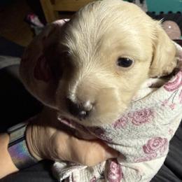 Sailor - Cream female Dachshund puppy in Happy Valley, Oregon from Logan’s Lowriders