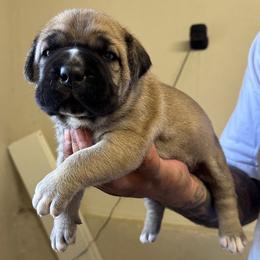 Fawn girl - Fawn female Cane Corso puppy in Compton, California from Urban League Cane Corso