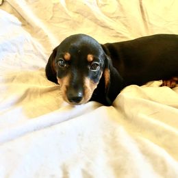 Girl 1 - Black and tan Dachshund puppy in Silver Springs, Florida from DeMarsh's Dachshunds