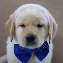 Skippy - Yellow male Labrador Retriever puppy in Ocala, Florida from Moon river Labradors