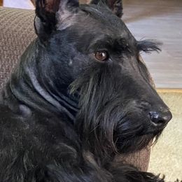 Sofia - Scottish Terrier