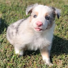 Jewels-ABCA - Blue merle female Border Collie puppy in Bixby, Oklahoma from Bond Border Collies