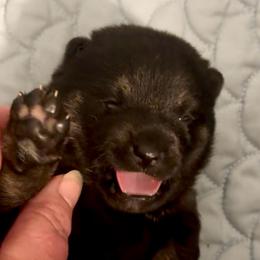 Meadow - Black and tan female Shiba Inu puppy in Clewiston, Florida from Animal Farm Shiba Inus & Mameshibas