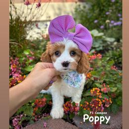 Bernedoodle, Cavapoo, Goldendoodle, and Poodle Puppies from Gypsi Doodles & Poodles