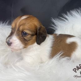 Joplin - Piebald female Dachshund puppy in Town Creek, Alabama from PapaDox Miniature Dachshunds