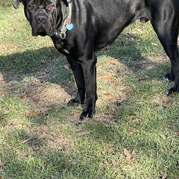 Cane Corso Puppies from Far From Average Kennels