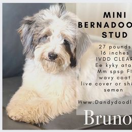 Bruno - Bernedoodle