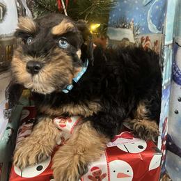 Jinxx - Black and silver male Miniature Schnauzer puppy in Grayson, Kentucky from Seventh Heaven Schnauzers