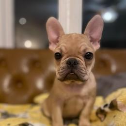 Mac - Fawn male French Bulldog puppy in Sidney Center, New York from iFrenchi