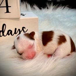 Parti' girl - Parti female Yorkshire Terrier puppy in Machesney Park, Illinois from Three Yorkie Family
