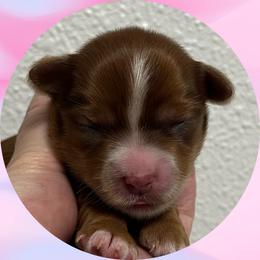 Maisey - Chocolate and tan female Yorkshire Terrier puppy in Bonney Lake, Washington from Enchanted Yorkies