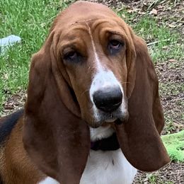 Maizy - Basset Hound