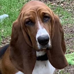 Maizy - Basset Hound