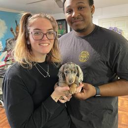 Dachshund Puppies from A&R Dachshund