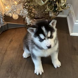 Mishka - Black and white female Siberian Husky puppy in Summerville, South Carolina from Carolina Husky Lodge