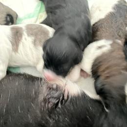 Bernedoodle, Cockapoo, and Goldendoodle Puppies from Avery Doodle Day LLC