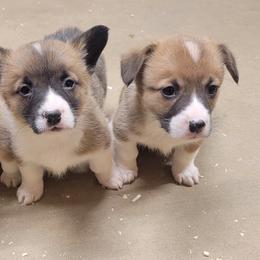 Beagles, French Bulldogs, Labrador Retrievers, and Pembroke Welsh Corgis from Country Acres Farm