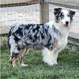 Australian Shepherds from Shockwave Australian Shepherds