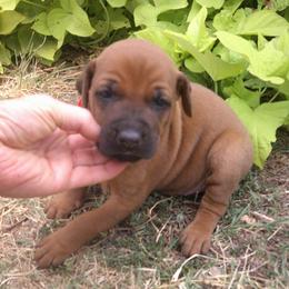 Max - Rd whtn brn nose male Rhodesian Ridgeback puppy in Carney, Oklahoma from River Run Parson Russell terriers & River Run Ridgebacks