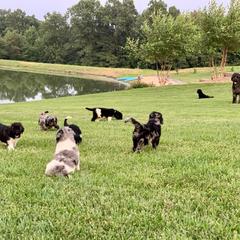 Newfypoo Puppies from Two Sisters Ranch, LLC