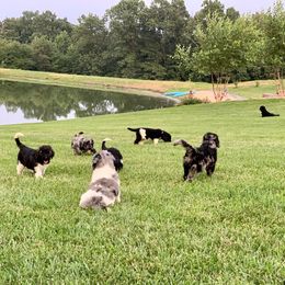 Newfypoo Puppies from Two Sisters Ranch, LLC