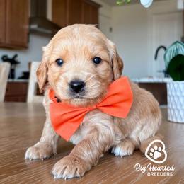 Nacho - Cream male Goldendoodle puppy in Utah County, Utah from Big Hearted Breeders