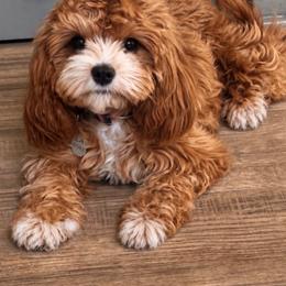 Dixie - Cavapoo