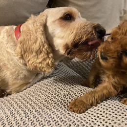Cockapoo Puppies from Chesapeake Cockapoos