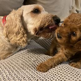 Cockapoo Puppies from Chesapeake Cockapoos