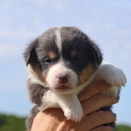 Girl 3 - Blue female Pembroke Welsh Corgi puppy in Ocala, Florida from Dolan Farms Corgis