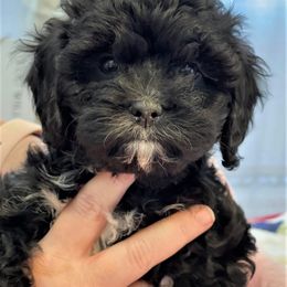 Cavapoo Puppies from Clearview Canines
