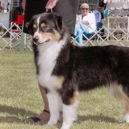 Australian Shepherds from Tye-Dyed Aussies