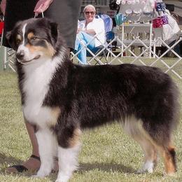 Australian Shepherds from Tye-Dyed Aussies
