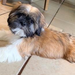 Tyler - Gold and white male Shih Tzu puppy in Hemet, California from Aloha Shih Tzu