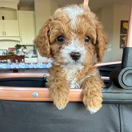 Lucky Jr - Black Collar Boy - Red male Cavapoo puppy in Highland, Utah from Angel Pups Deluxe