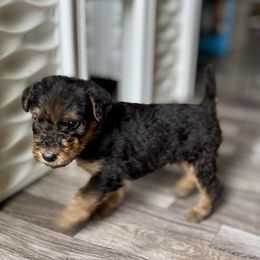 Girl 4 - Black and tan female Airedale Terrier puppy in Branch, Michigan from Aim High Airedales & German Shorthaired Pointers